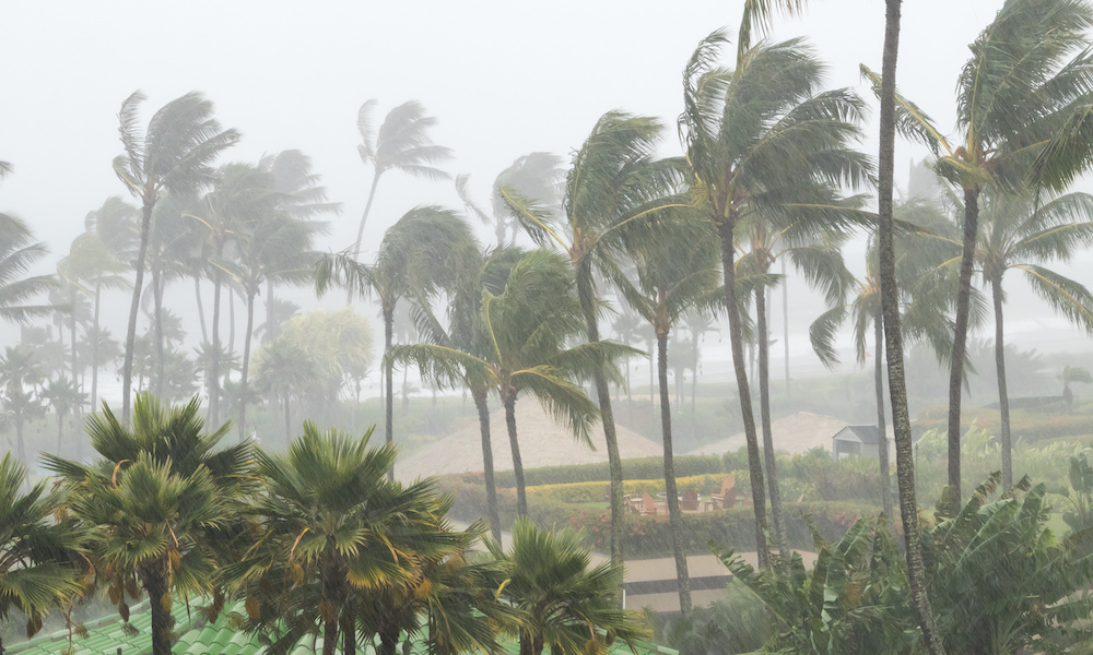 Palm trees blowing in the wind and rain as a hurricane approaches a tropical island coastline